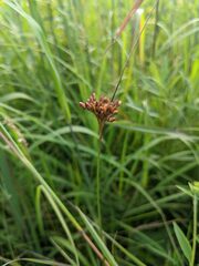 Juncus greenei