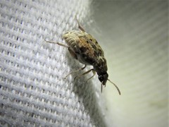 Algarobius bottimeri