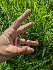 Juncus greenei