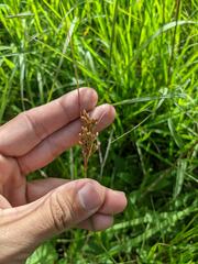 Juncus greenei