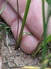 Juncus greenei