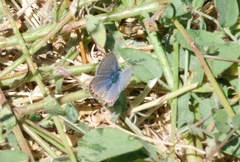 Icaricia acmon
