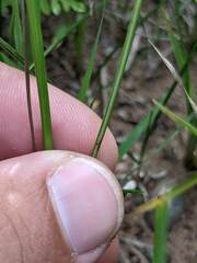 Juncus greenei