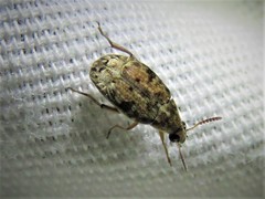 Algarobius bottimeri