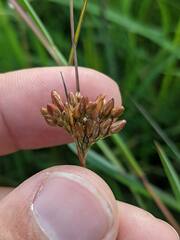 Juncus greenei
