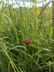 Juncus greenei