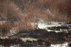 Pitangus sulphuratus