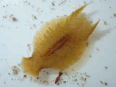 Amphoroidea media