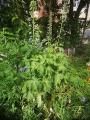 Delphinium elatum