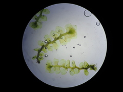 Scapania irrigua