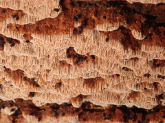 Steccherinum collabens