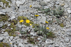 Hieracium piliferum