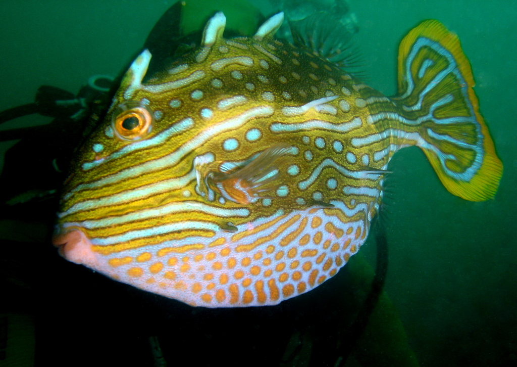 Aracana