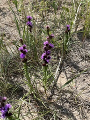 Liatris squarrosa glabrata