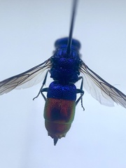 Chrysis fulgida