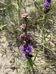 Liatris squarrosa glabrata