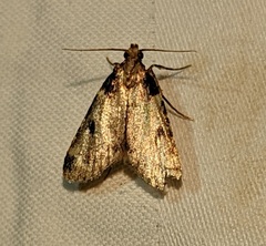 Aglossa costiferalis