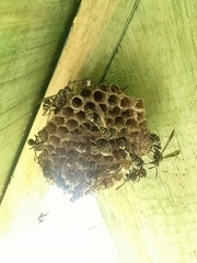 Mischocyttarus pallidipectus