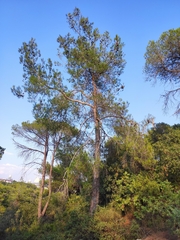 Pinus brutia