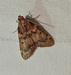Aglossa disciferalis