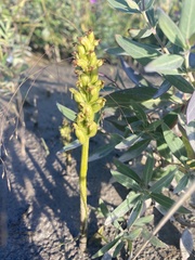 Spiranthes romanzoffiana