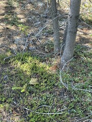 Canachites canadensis