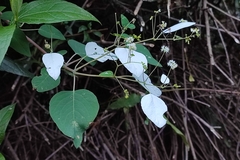 Colignonia
