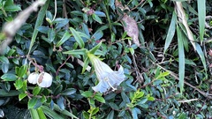 Tripterospermum microphyllum