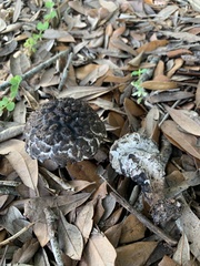 Strobilomyces strobilaceus image