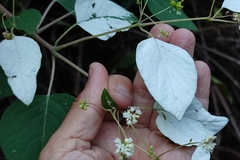 Colignonia