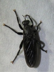 Prolepsis tristis