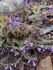 Hedeoma hyssopifolia