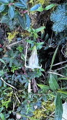 Tripterospermum microphyllum