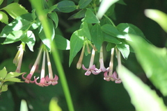 Bouvardia laevis