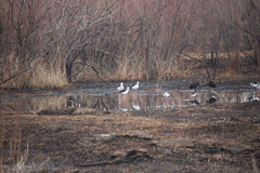 Himantopus mexicanus