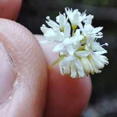 Colignonia