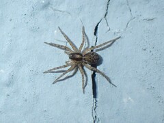 Pardosa nigriceps