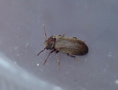 Anobium punctatum