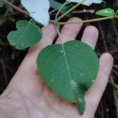 Colignonia
