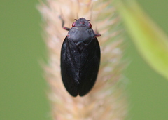 Prosapia ignipectus