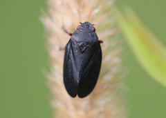 Prosapia ignipectus