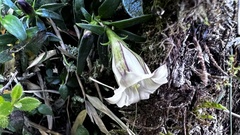 Tripterospermum microphyllum