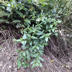 Colignonia