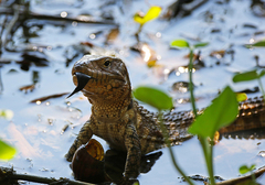 Dracaena paraguayensis