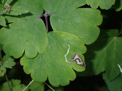Phytomyza minuscula