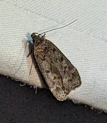 Anacampsis innocuella