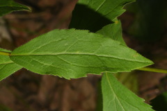 Solidago ulmifolia ulmifolia