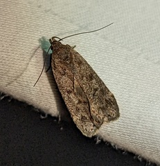 Anacampsis innocuella