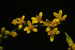 Solidago ulmifolia ulmifolia