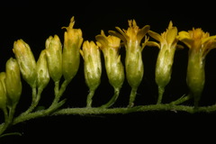 Solidago ulmifolia ulmifolia
